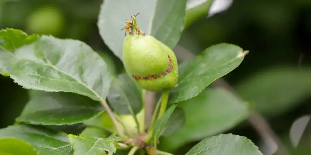 Škůdci-v-zahradě-rostlinkovo