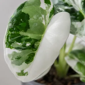 alocasia-frydek-variegata-alokazie-pokojova-rostlina-rostlinkovo