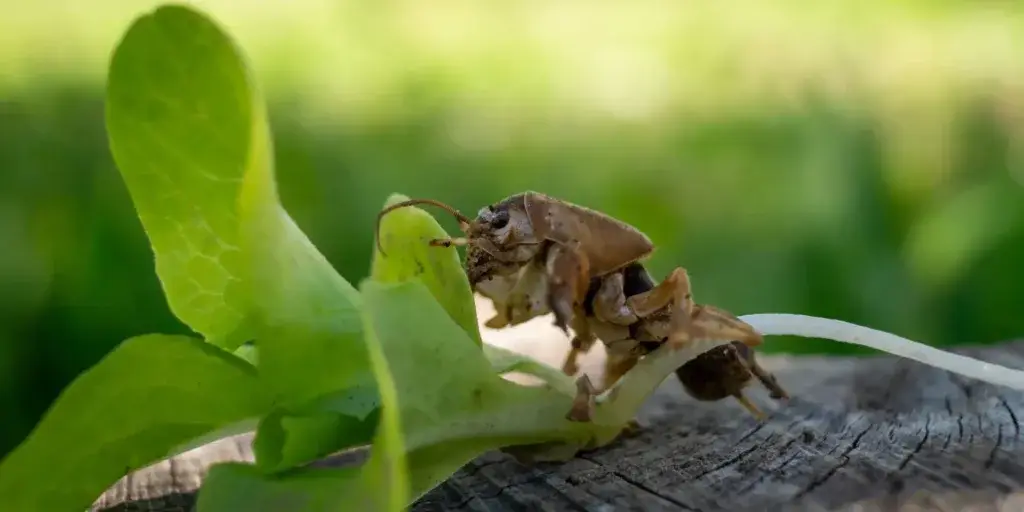 Škůdci-v-zahradě-rostlinkovo