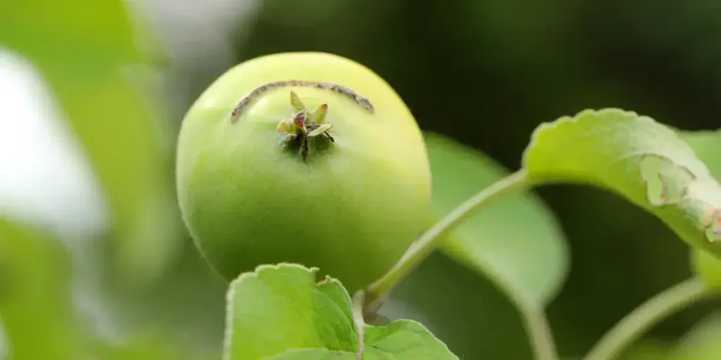 Škůdci-v-zahradě-rostlinkovo