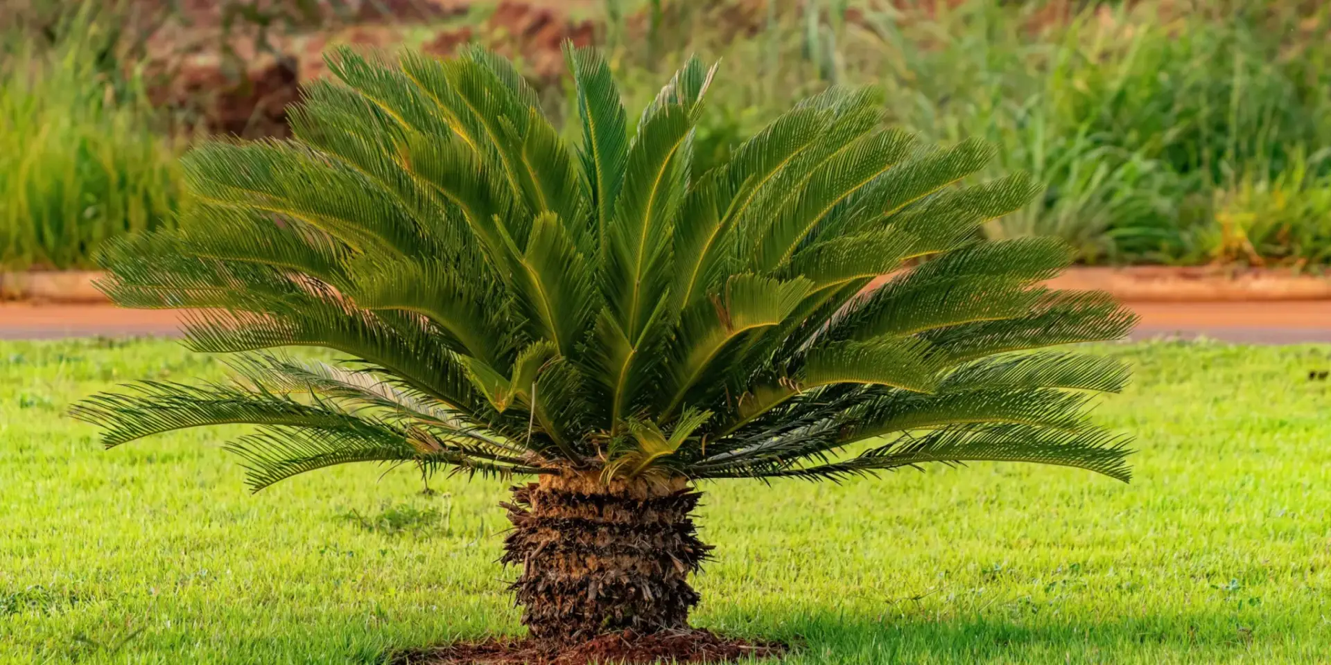 palmy-a-cykasy-rostlinkovo