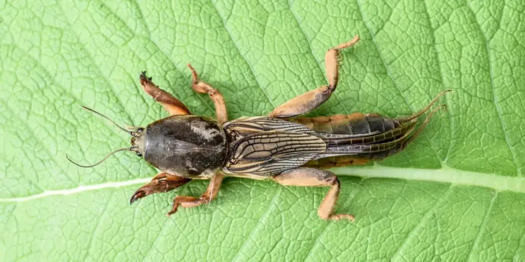 Škůdci-v-zahradě-rostlinkovo