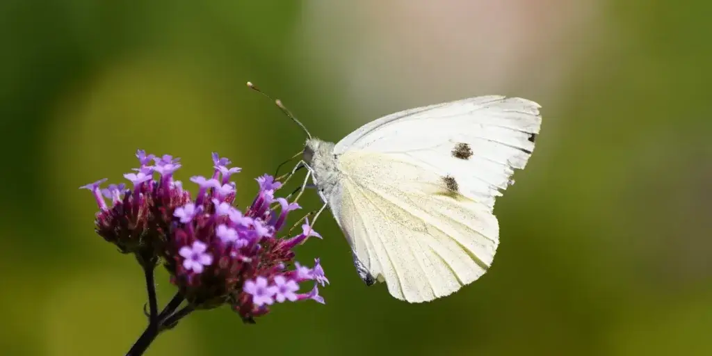 Škůdci-v-zahradě-rostlinkovo