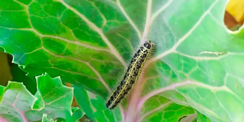 Škůdci-v-zahradě-rostlinkovo