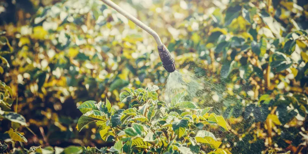 Jak-nespálit-rostliny-během-letnění-rostlinkovo