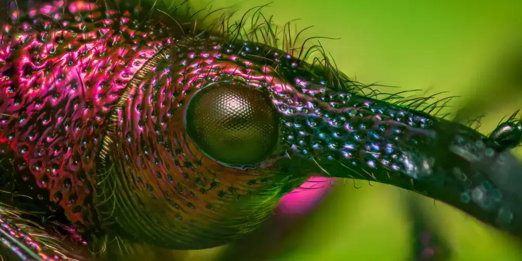 nosatci-škůdci-rostlinkovo