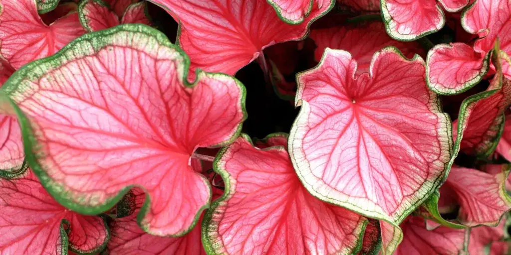 kaladium-caladium-rostlinkovo