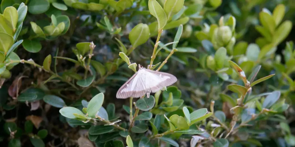 Škůdci-v-zahradě-rostlinkovo