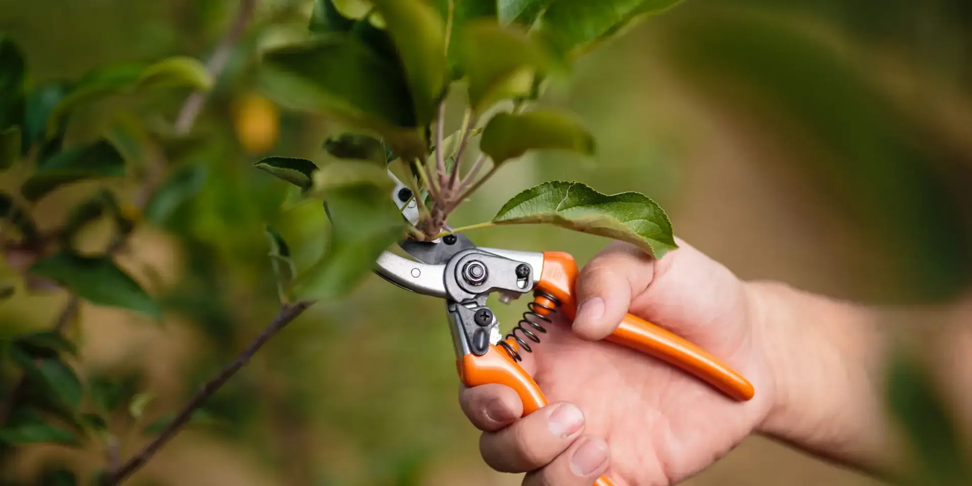 Štěpování-ovocných-stromů-rostlinkovo