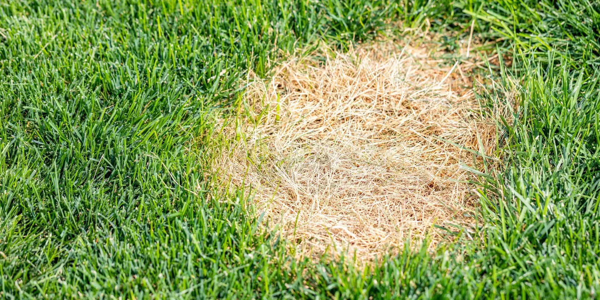 Žloutnutí-trávníku-rostlinkovo