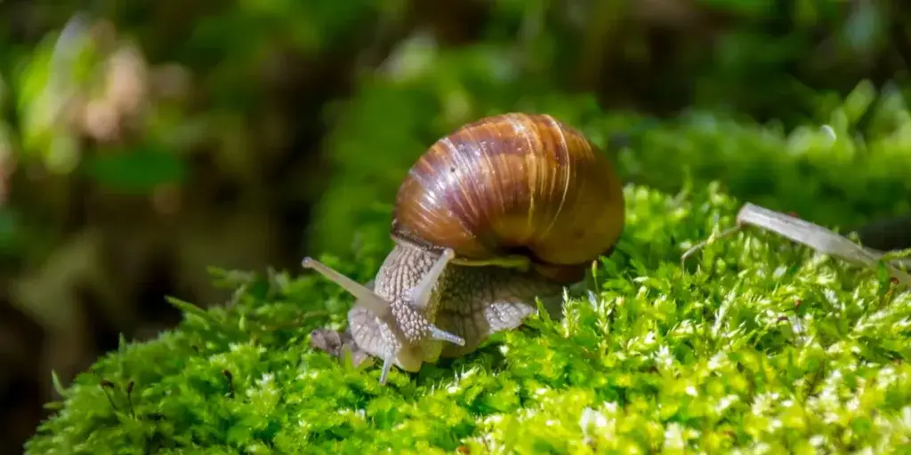 Škůdci-v-zahradě-rostlinkovo