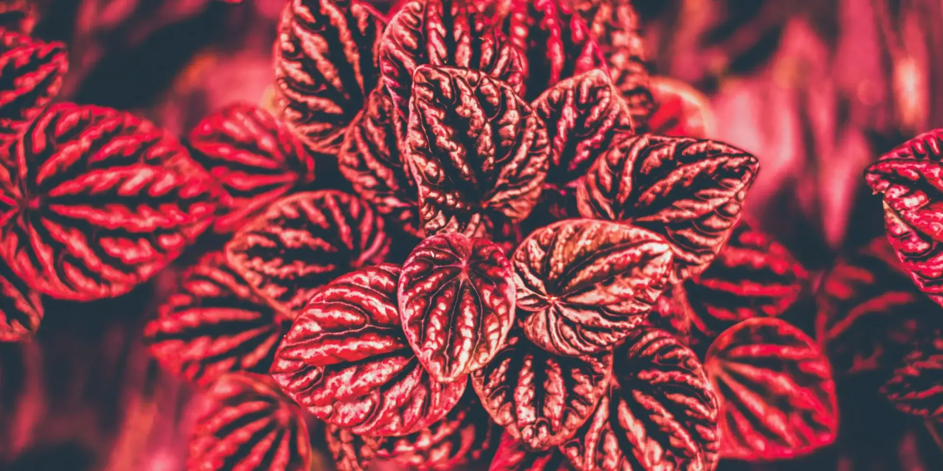 peperomie-pěstování-rostlinkovo