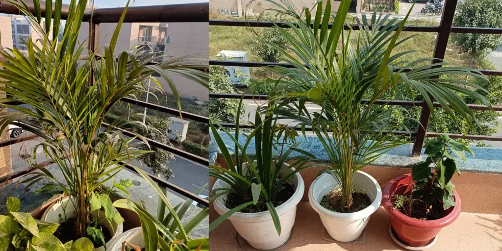 Jak-nespálit-rostliny-během-letnění-rostlinkovo