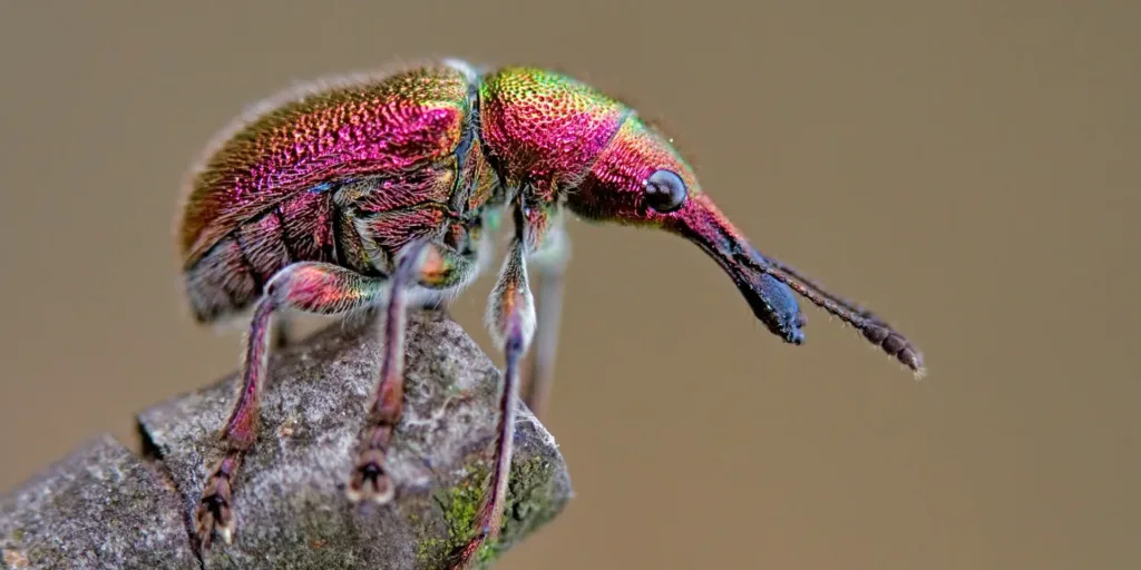 nosatci-škůdci-rostlinkovo