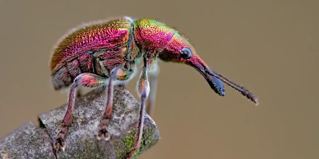 Škůdci-v-zahradě-rostlinkovo