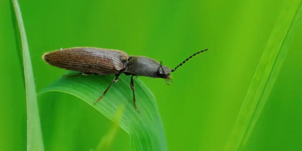 Škůdci-v-zahradě-rostlinkovo