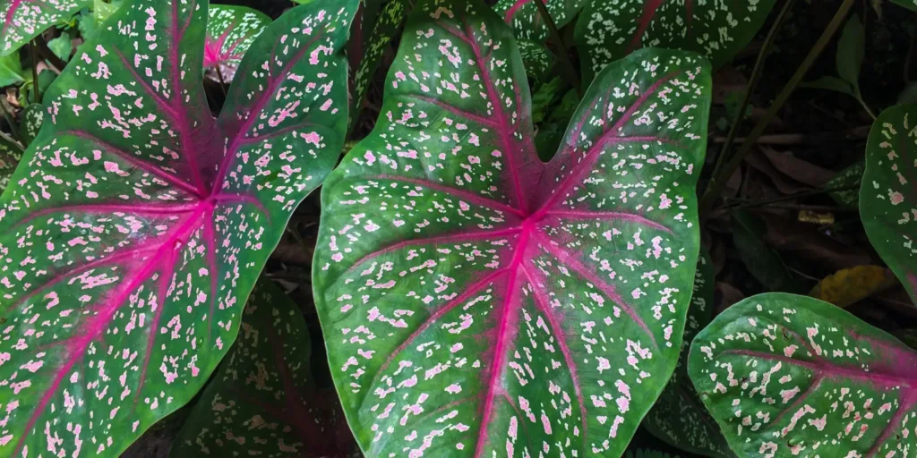 kaladium-caladium-rostlinkovo