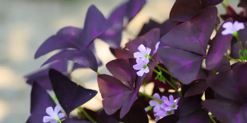 Oxalis-šťavel-rostlinkovo