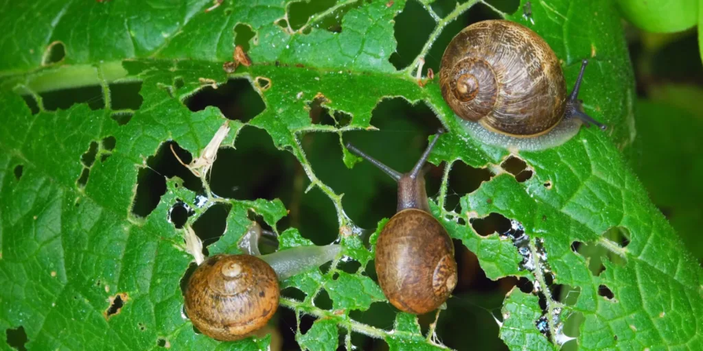 Škůdci-v-zahradě-rostlinkovo