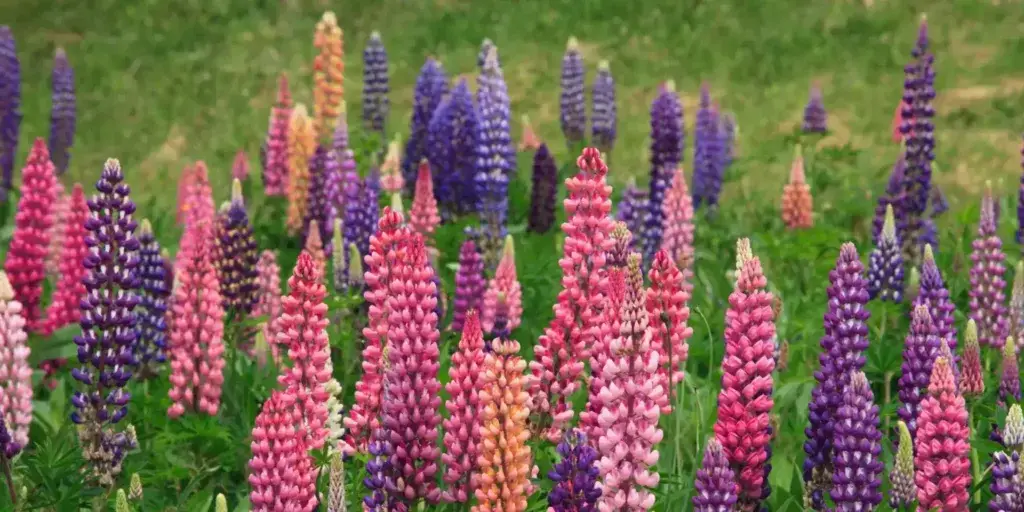 lupina-trvalka-rostlinkovo