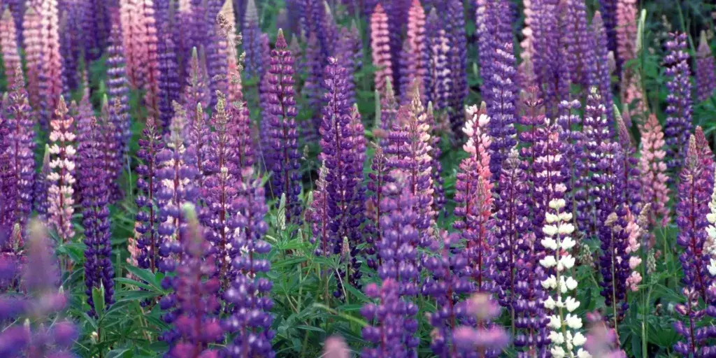 lupina-trvalka-rostlinkovo