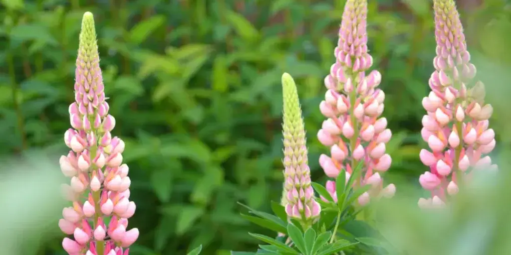 lupina-trvalka-rostlinkovo