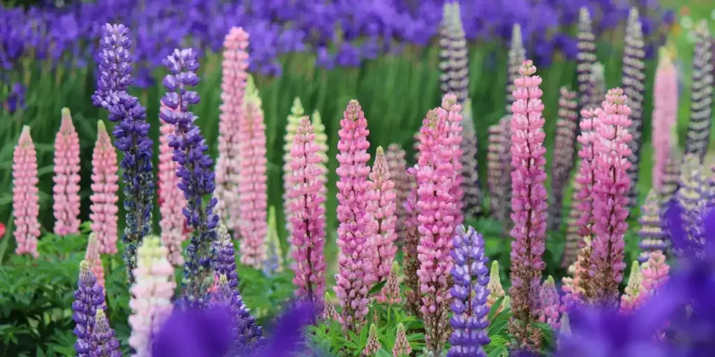 lupina-trvalka-rostlinkovo