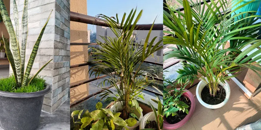 Jak-nespálit-rostliny-během-letnění-rostlinkovo