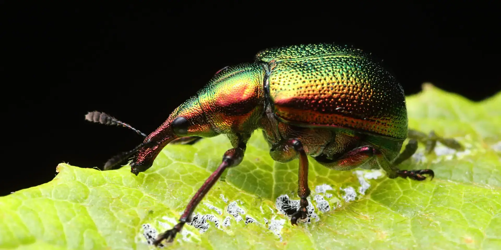 nosatci-škůdci-rostlinkovo