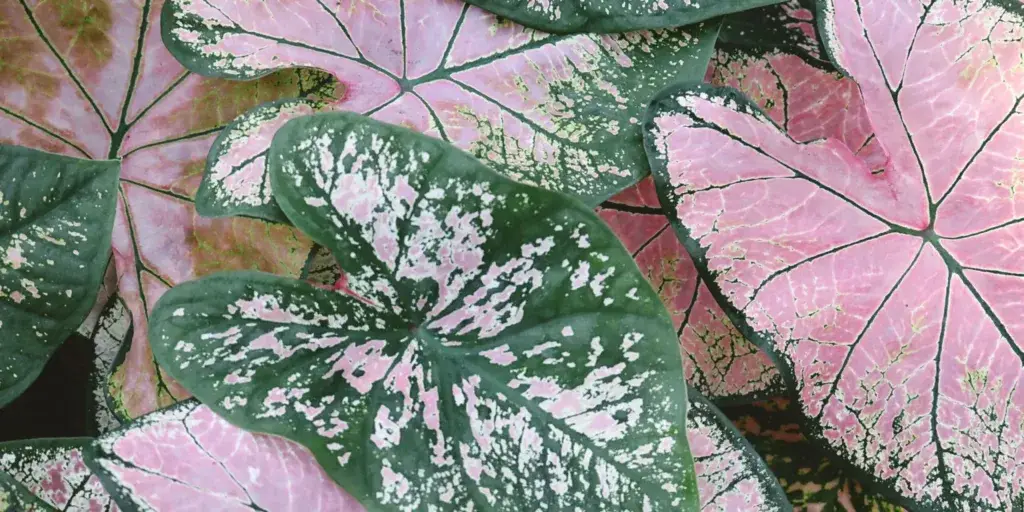kaladium-caladium-rostlinkovo