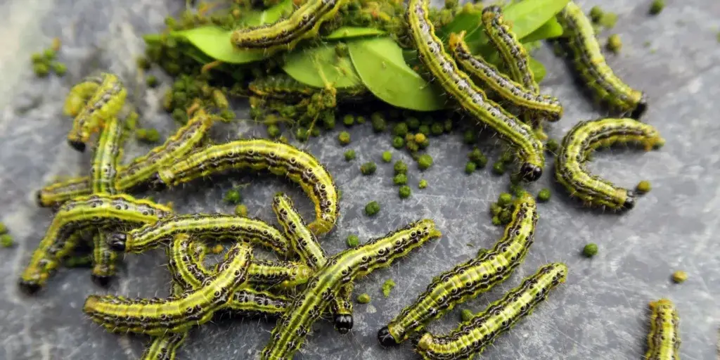 Škůdci-v-zahradě-rostlinkovo