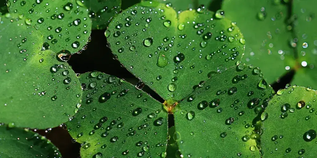 Oxalis-šťavel-rostlinkovo