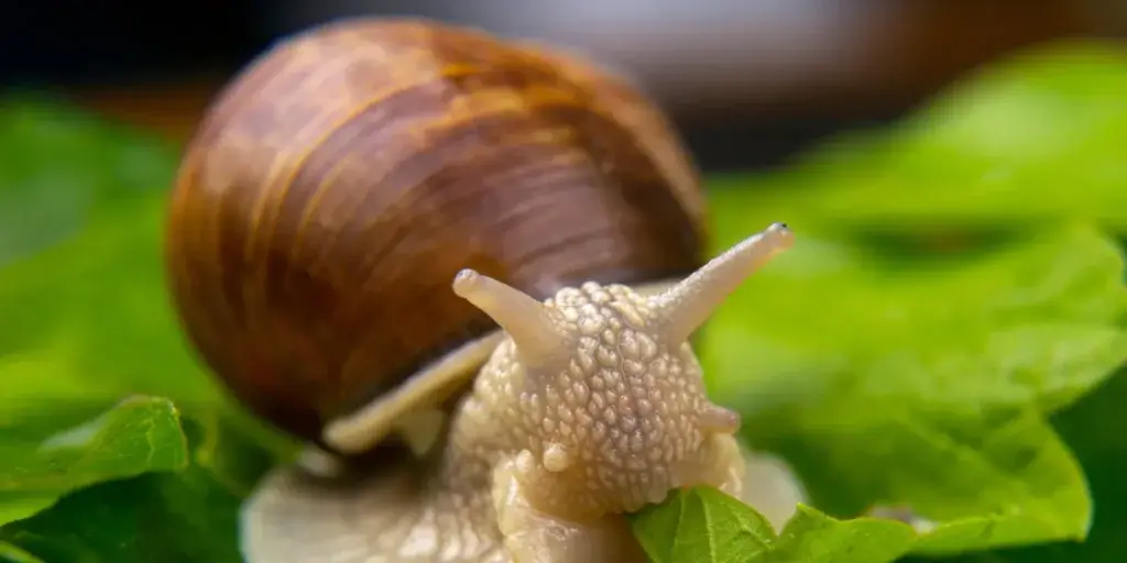 Škůdci-v-zahradě-rostlinkovo