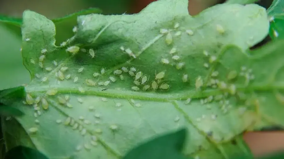 Škůdci-v-zahradě-rostlinkovo