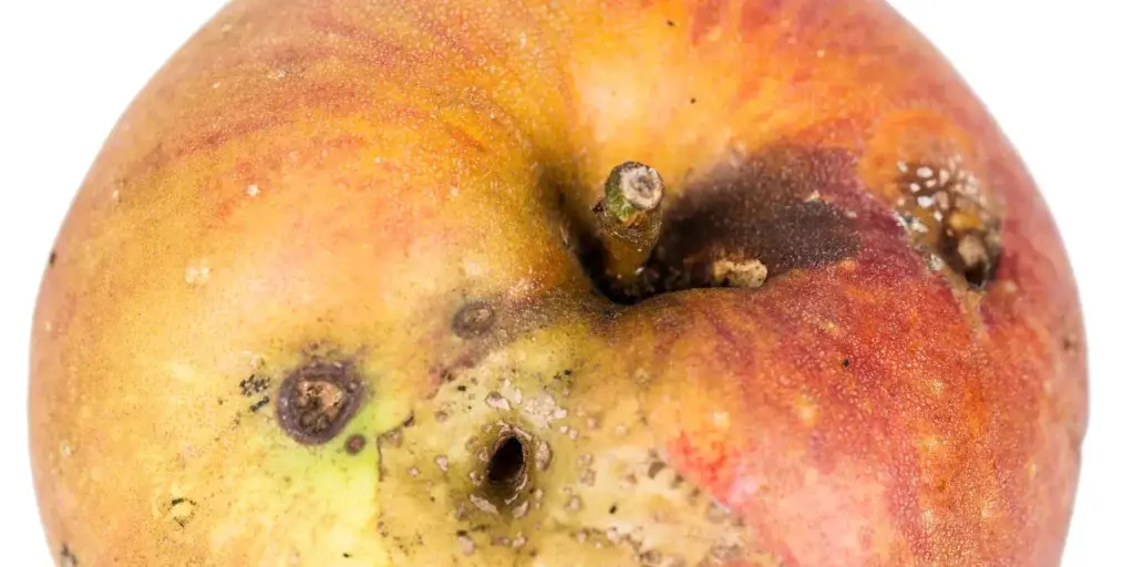 Škůdci-v-zahradě-rostlinkovo