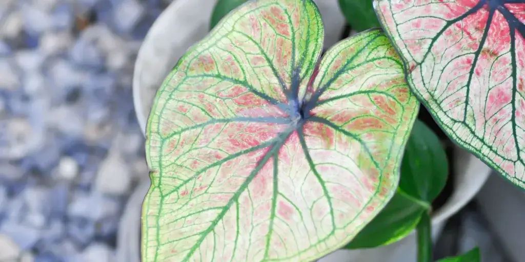 kaladium-caladium-rostlinkovo