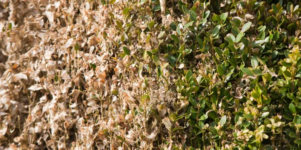 Škůdci-v-zahradě-rostlinkovo