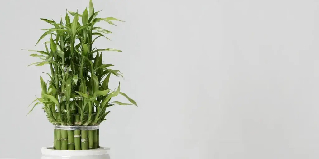 lucky-bamboo-rostlinkovo