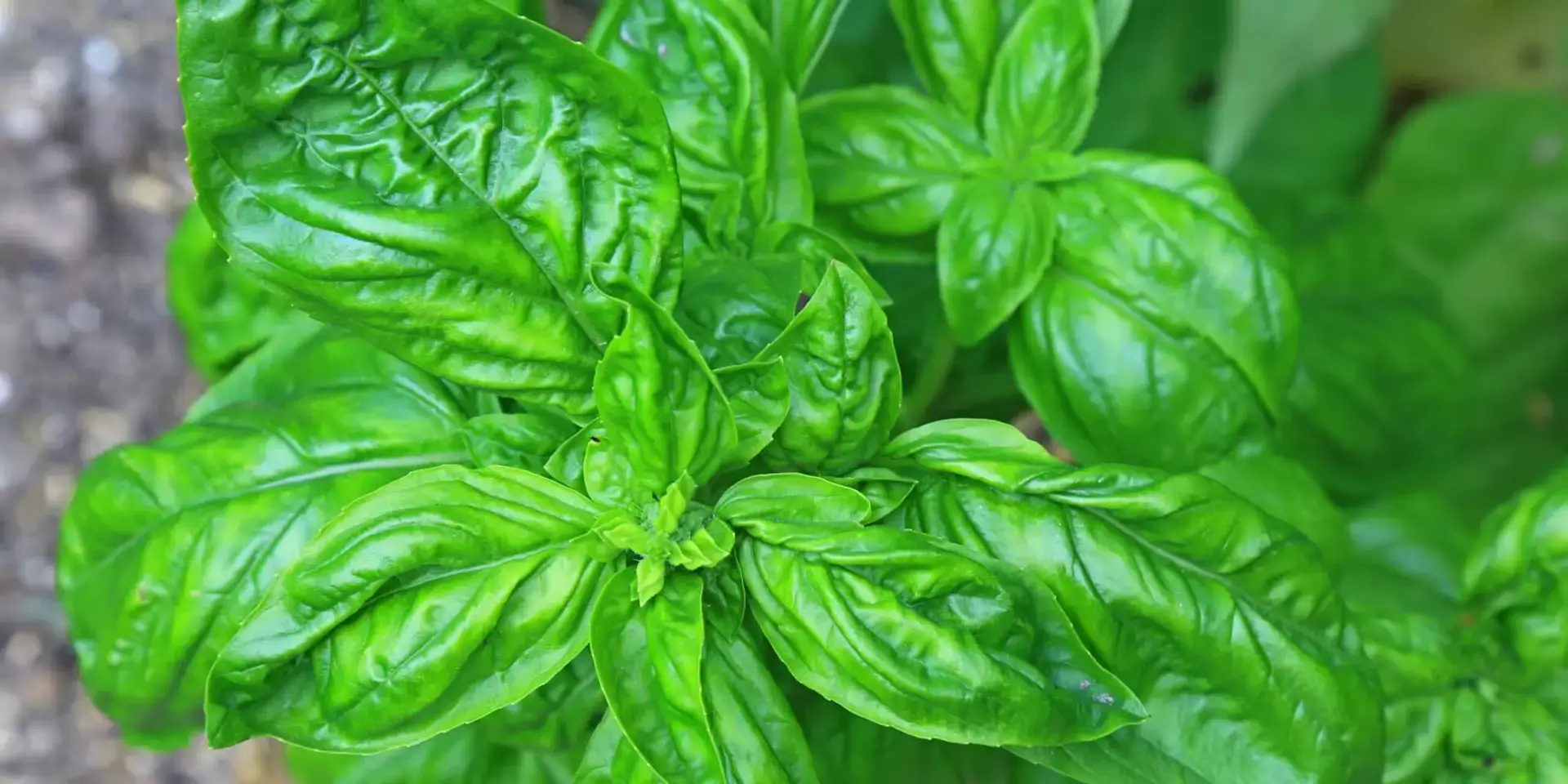 bazalka-léčivé-rostliny-rostlinkovo