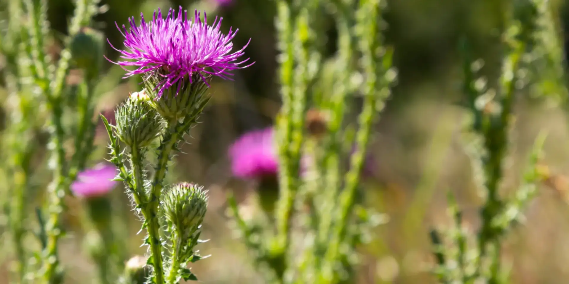 Ostropestřec-mariánský-rostlinkovo