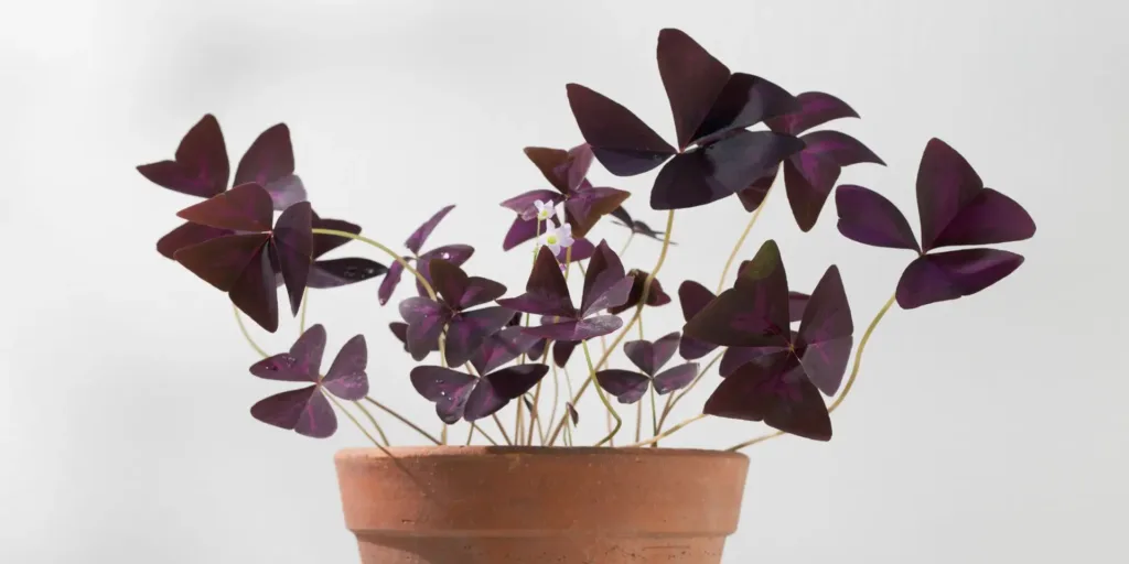 Oxalis-šťavel-rostlinkovo