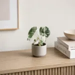alocasia-frydek-variegata-alokazie-pokojova-rostlina-rostlinkovo
