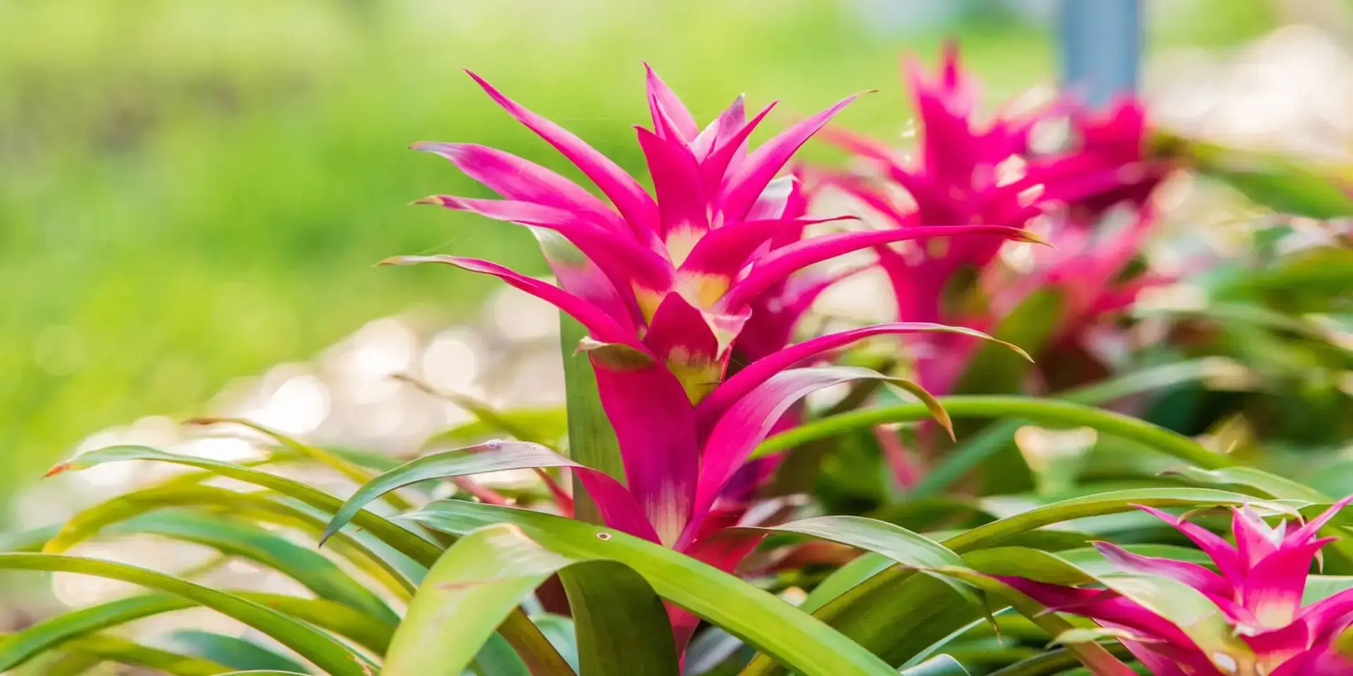 Bromélie-pokojové-rostliny-květiny-rostlinkovo