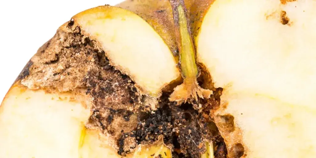 Škůdci-v-zahradě-rostlinkovo