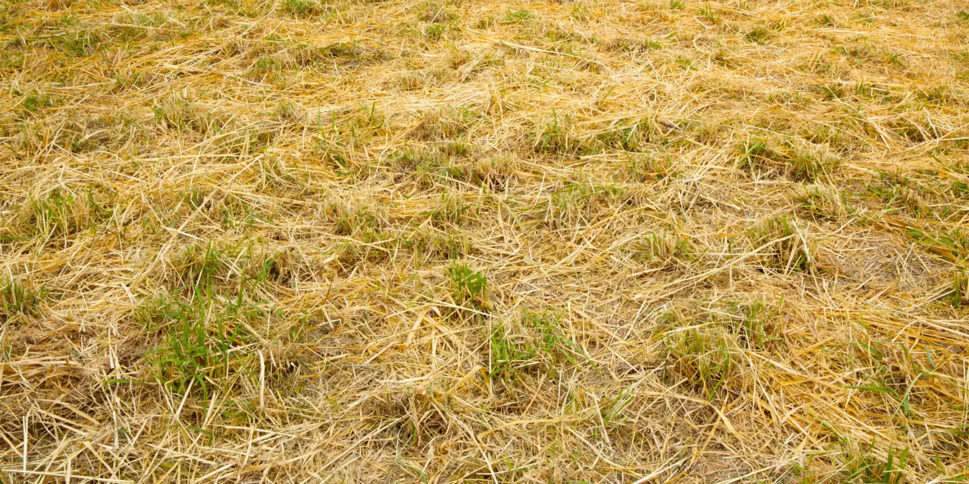 Suchá-místa-na-trávníku-rostlinkovo