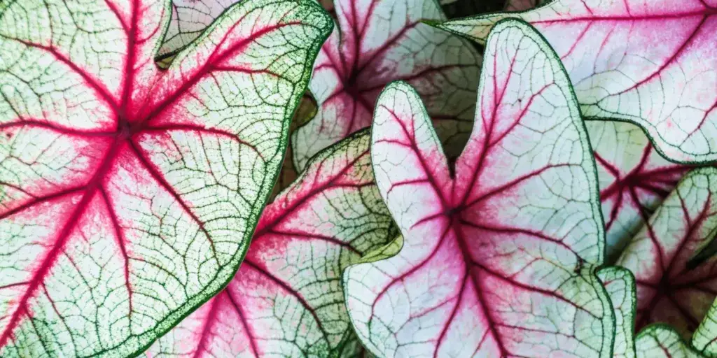 kaladium-caladium-rostlinkovo