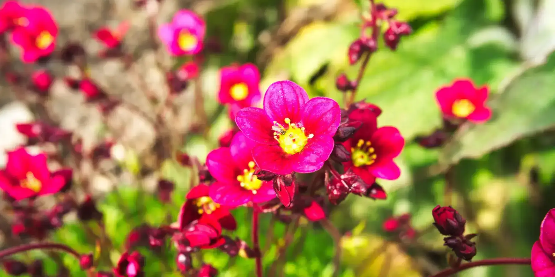 Lomikámen-Saxifraga-rostliny-do-skalky-rostlinkovo