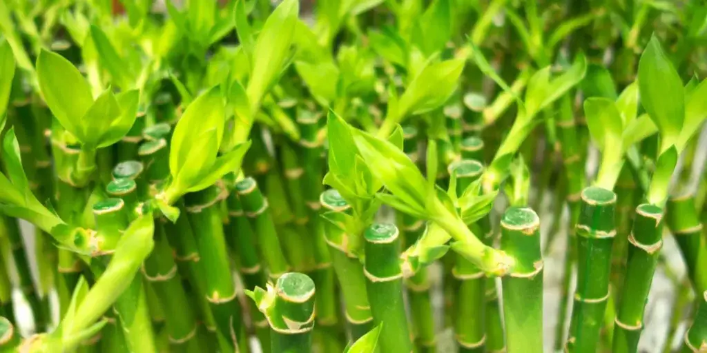 lucky-bamboo-rostlinkovo