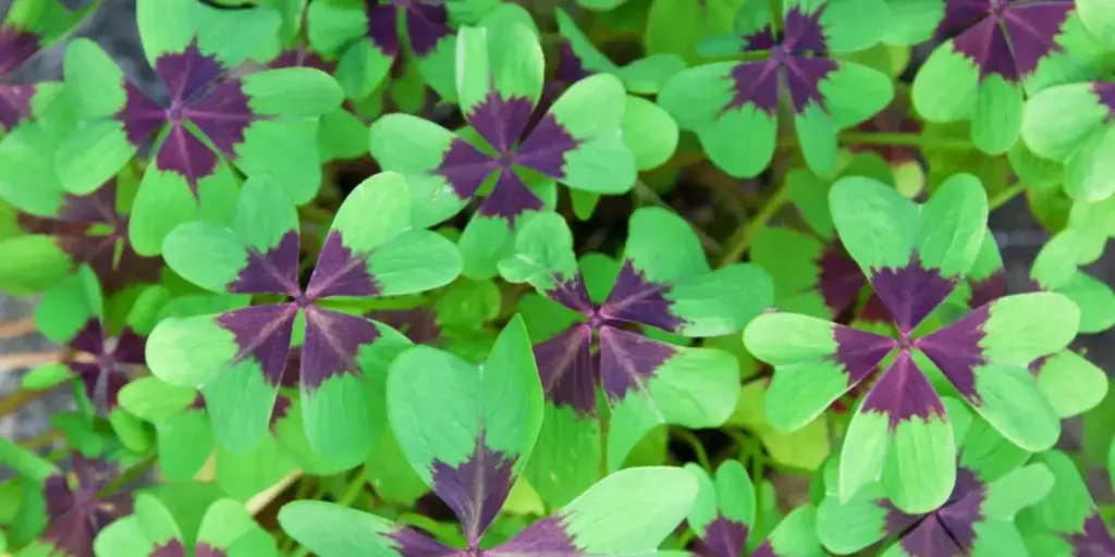 Oxalis-šťavel-rostlinkovo