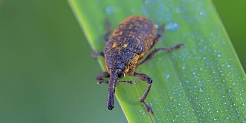 nosatci-škůdci-rostlinkovo